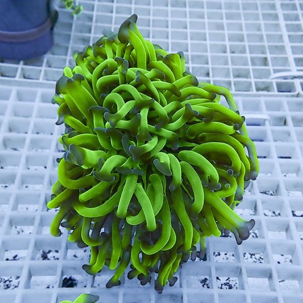 【サンゴ現物18】ナガレハナサンゴ!15時までのご注文で当日発送 【サン...