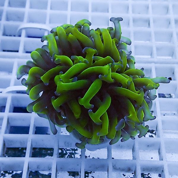 【サンゴ現物20】ナガレハナサンゴ フラグ!15時までのご注文で当日発送 ...
