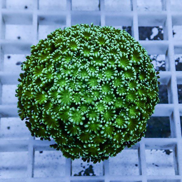 【サンゴ現物2】アワサンゴ! 15時までのご注文で当日発送 【サンゴ】(t221