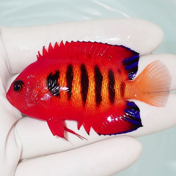 【現物1】フレームエンゼル 7cm!海水魚 ヤッコ 15時までのご注文で当日...