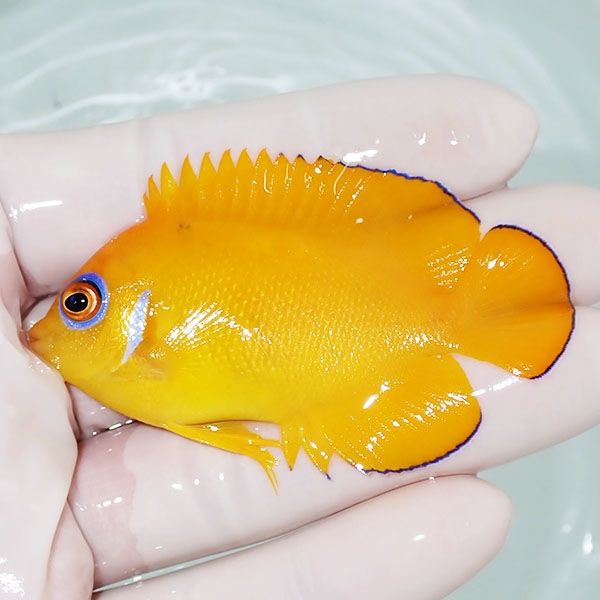 【現物3】レモンピール 6.8cm± クリスマス産!海水魚 ヤッコ 15時までの...