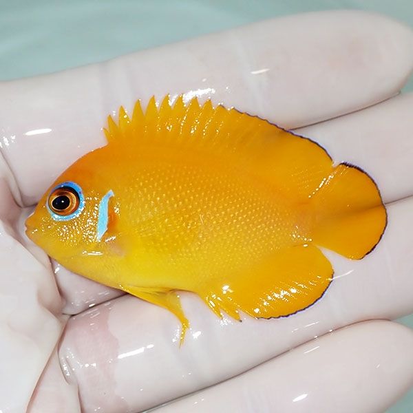【現物2】レモンピール 5.5cm± クリスマス産!海水魚 ヤッコ 15時までの...