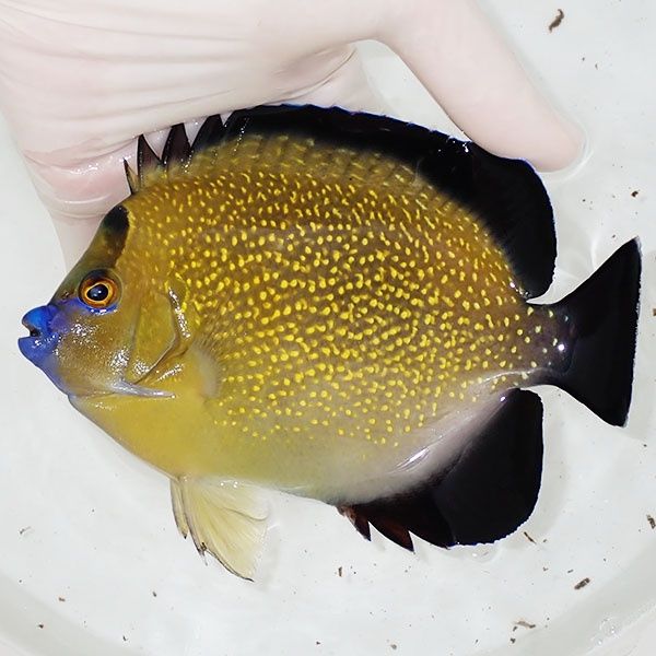 【現物1】粒エサOK ゴールドフレークエンゼル 特大 15.5cm±!海水魚 ヤッ...