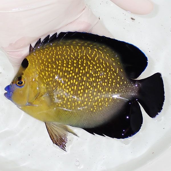 【現物2】粒エサOK ゴールドフレークエンゼル 特大 14cm± !海水魚 ヤッ...