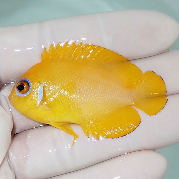 【現物1】レモンピール 5.5cm± クリスマス産!海水魚 ヤッコ 15時までの...