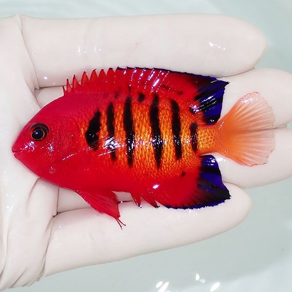 【現物2】フレームエンゼル 7cm! 海水魚 ヤッコ 15時までのご注文で当日...