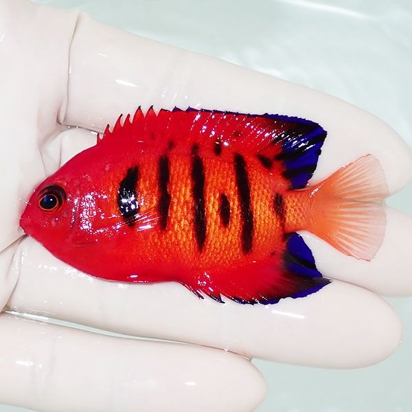 【現物3】フレームエンゼル 6.7cm!海水魚 ヤッコ 15時までのご注文で当...