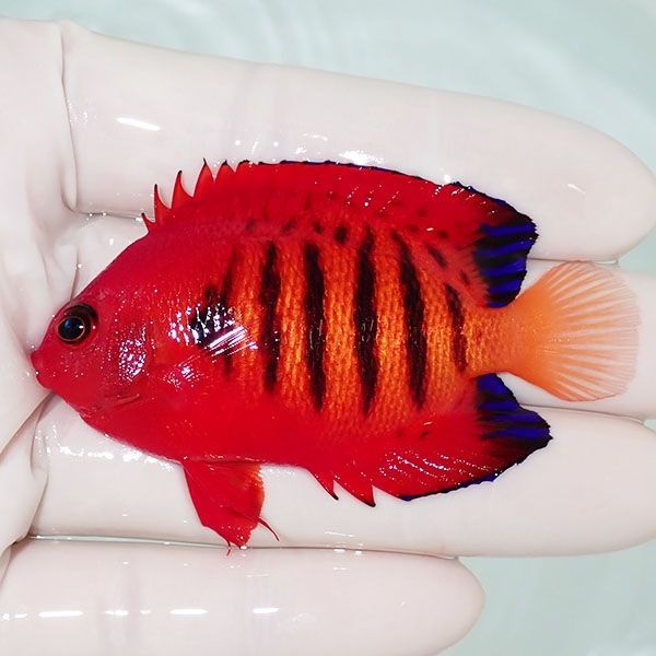 【現物4】フレームエンゼル 6.7cm! 海水魚 ヤッコ 15時までのご注文で当...