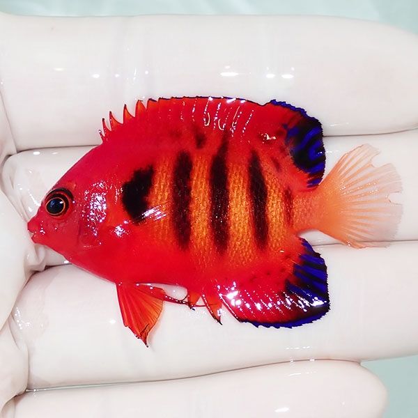 【現物5】ヒレかけスレあり フレームエンゼル 5.5cm!海水魚 ヤッコ 15時...