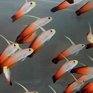 ハタタテハゼ 4-6cm±! 海水魚 ハゼ (t121