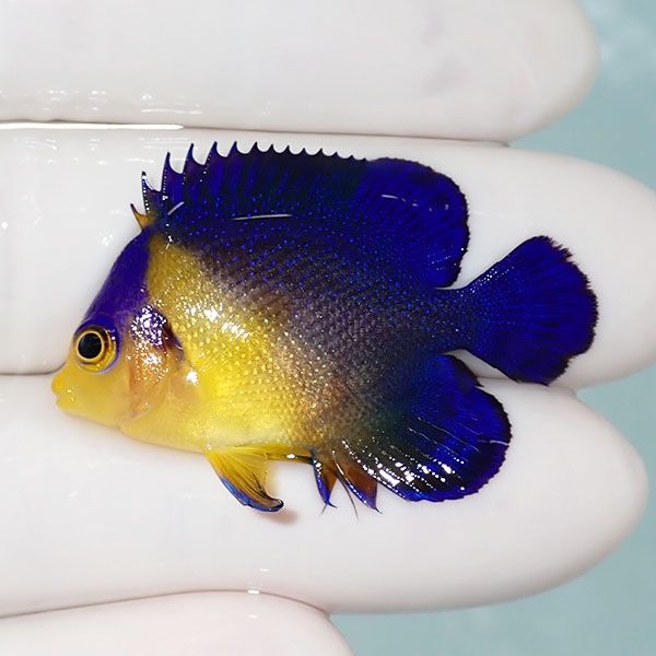 【現物7】sale スミレヤッコ 3.8cm±! 海水魚 ヤッコ 15時までのご注文で...