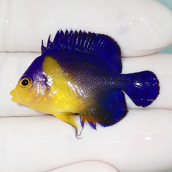 【現物9】sale スミレヤッコ 3.8cm±! 海水魚 ヤッコ 15時までのご注文で...