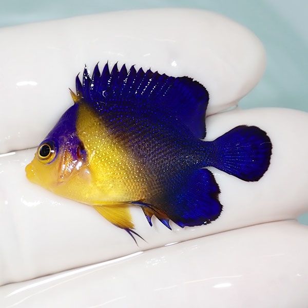 【現物8】sale スミレヤッコ 3.5cm±! 海水魚 ヤッコ 15時までのご注文で...