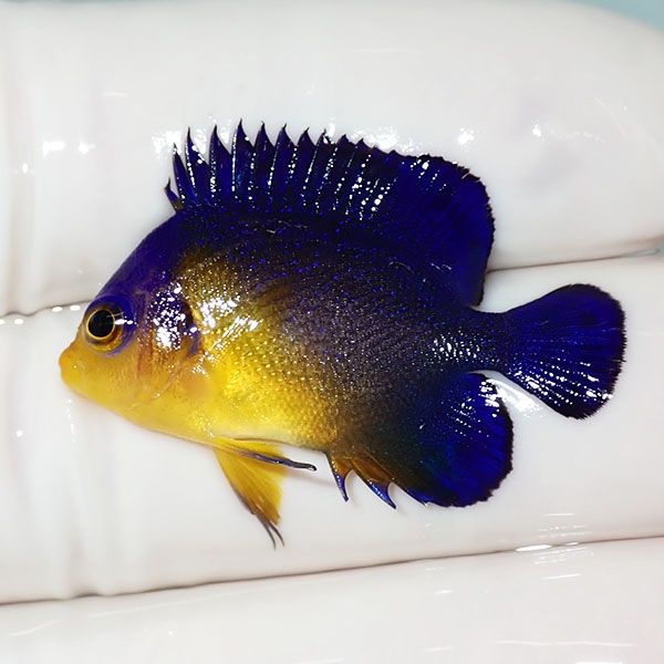 【現物17】sale スミレヤッコ 3.5cm±! 海水魚 ヤッコ 15時までのご注文...