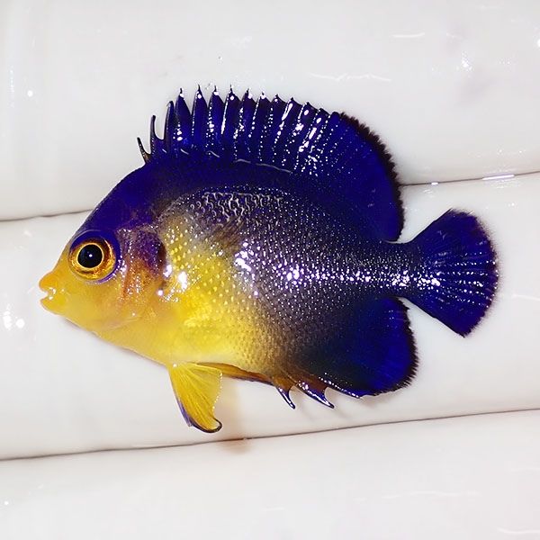 【現物3】sale スミレヤッコ 3.8cm±! 海水魚 ヤッコ 15時までのご注文で...