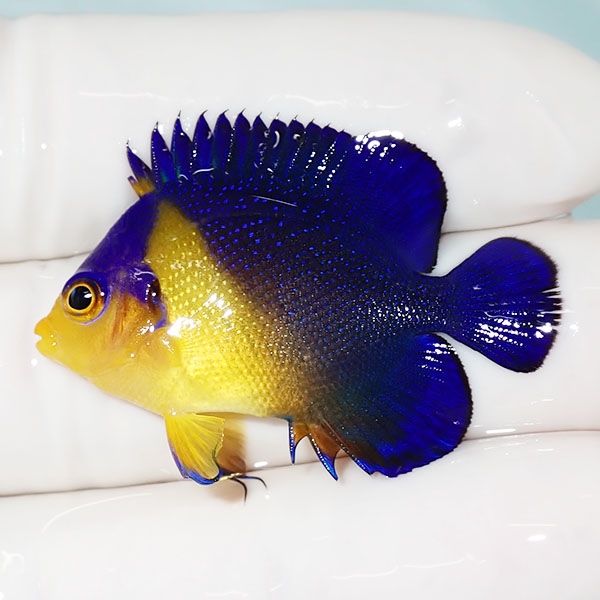 【現物4】sale スミレヤッコ 4cm±! 海水魚 ヤッコ 15時までのご注文で当...