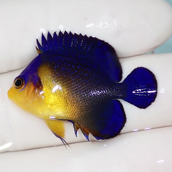 【現物1】sale スミレヤッコ 3.5cm±! 海水魚 ヤッコ 15時までのご注文で...