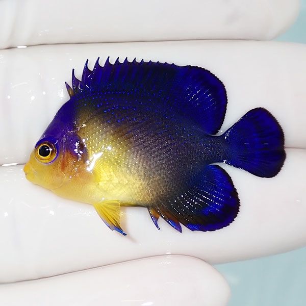 【現物5】sale スミレヤッコ 4cm±! 海水魚 ヤッコ 15時までのご注文で当...