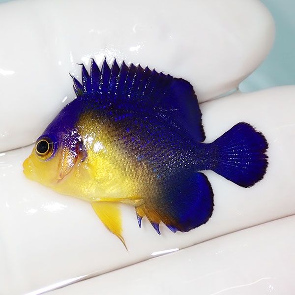 【現物6】sale スミレヤッコ 3cm±! 海水魚 ヤッコ 15時までのご注文で当...