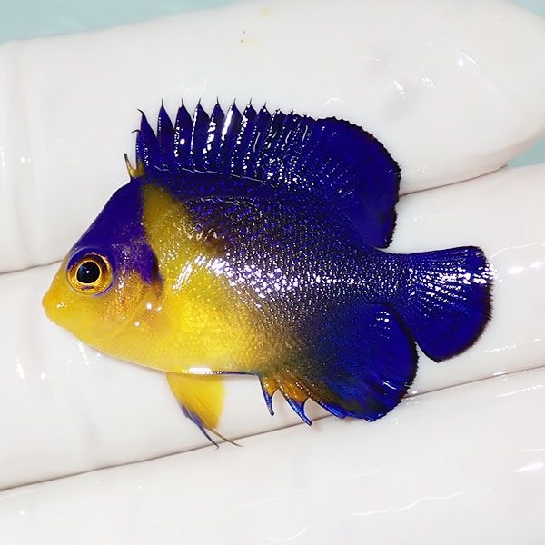 【現物13】sale スミレヤッコ 3.5cm±! 海水魚 ヤッコ 15時までのご注文...