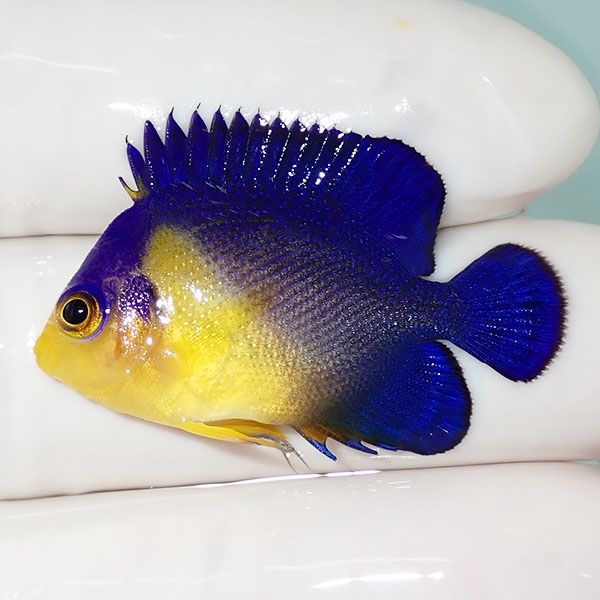 【現物14】sale スミレヤッコ 3.5cm±! 海水魚 ヤッコ 15時までのご注文...