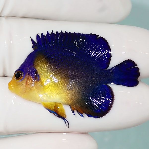 【現物15】右目難あり スミレヤッコ 4.2cm±! 海水魚 ヤッコ 15時までの...