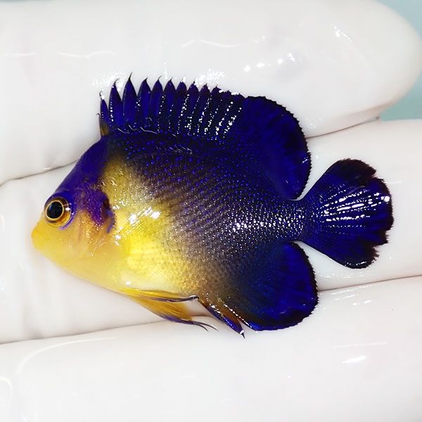 【現物16】sale スミレヤッコ 3.8cm±! 海水魚 ヤッコ 15時までのご注文...
