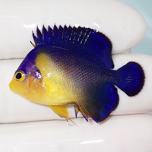 【現物2】sale スミレヤッコ 3.8cm±! 海水魚 ヤッコ 15時までのご注文で...