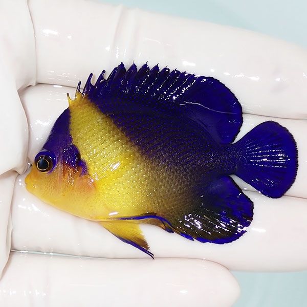 【現物10】sale スミレヤッコ 5.7cm±! 海水魚 ヤッコ 15時までのご注文...