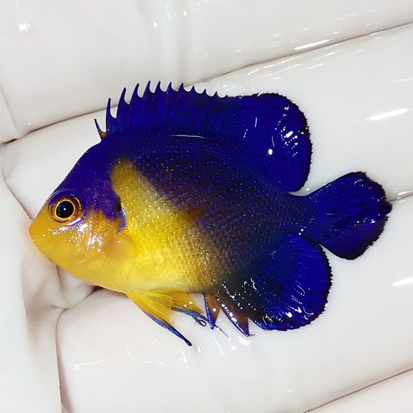 【現物11】sale スミレヤッコ 3.8cm±! 海水魚 ヤッコ 15時までのご注文...