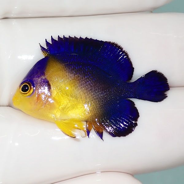 【現物12】sale スミレヤッコ 3.2cm±! 海水魚 ヤッコ 15時までのご注文...