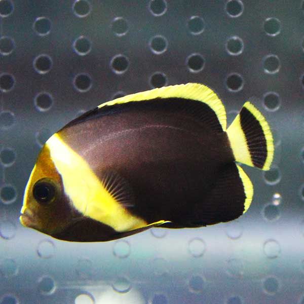キヘリキンチャクダイ 幼魚 3-5cm±!海水魚 ヤッコ 15時までのご注文で当...