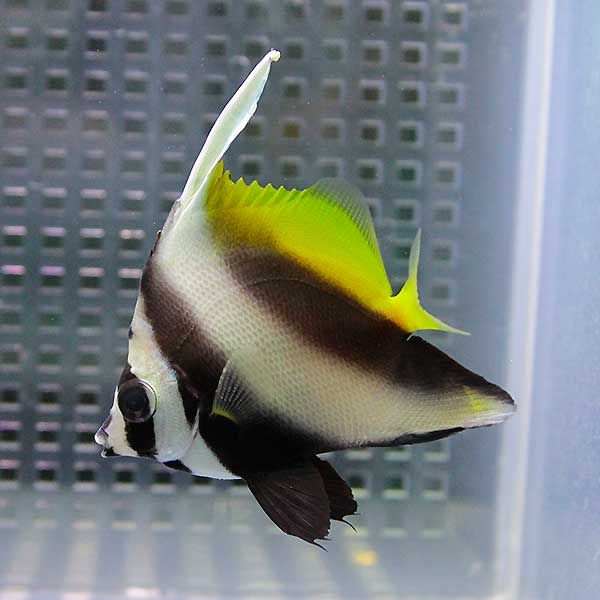シマハタタテダイ 5-7cm±! 海水魚 チョウチョウウオ !15時までのご注文...