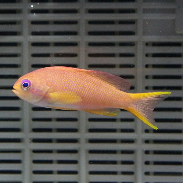 キンギョハナダイ♀ 3匹セット 5-7cm±! 海水魚15時までのご注文で当日発...
