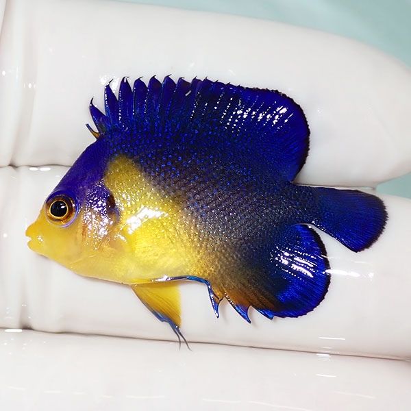 【現物18】sale スミレヤッコ 3.8cm±! 海水魚 ヤッコ 15時までのご注文...