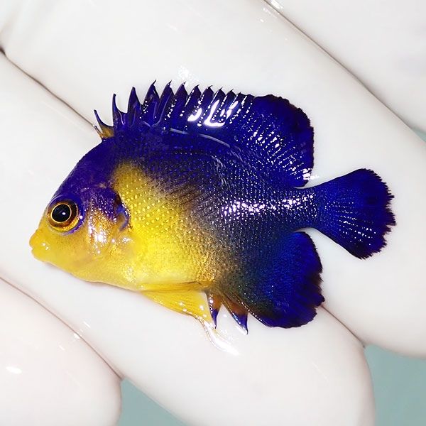 【現物19】sale スミレヤッコ 3.2cm±! 海水魚 ヤッコ 15時までのご注文...