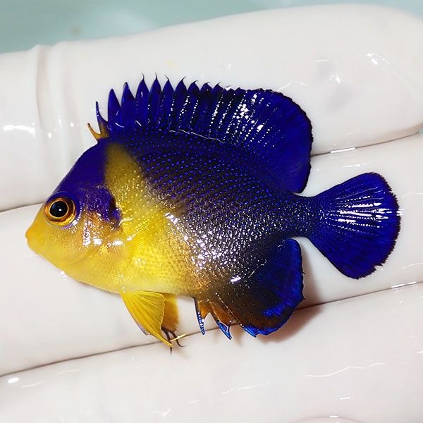 【現物20】sale スミレヤッコ 4.2cm±! 海水魚 ヤッコ 15時までのご注文...