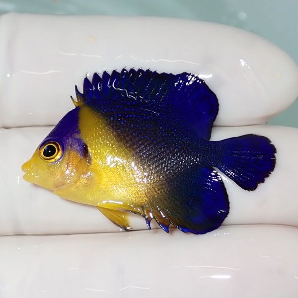 【現物21】sale スミレヤッコ 3.8cm±! 海水魚 ヤッコ 15時までのご注文...