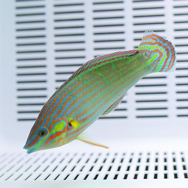 カザリキュウセン 7-9cm±!海水魚 ベラ15時までのご注文で当日発送(t122