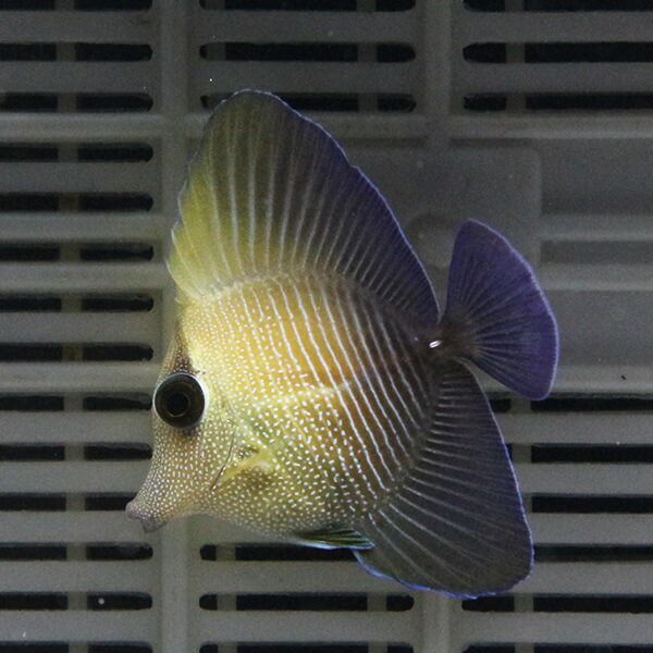 ゴマハギ 3-5cm±!海水魚 ハギ 苔取15時までのご注文で当日発送(t119