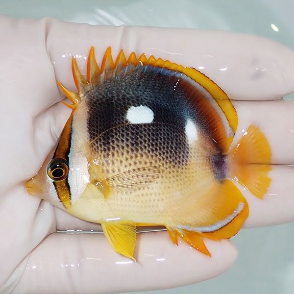 【現物】シテンチョウ 6.8cm±!海水魚 チョウチョウウオ 15時までのご注...