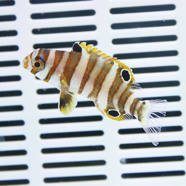 シチセンベラ 幼魚 4-6cm± 海水魚 ベラ! 15時までのご注文で当日発送(t122