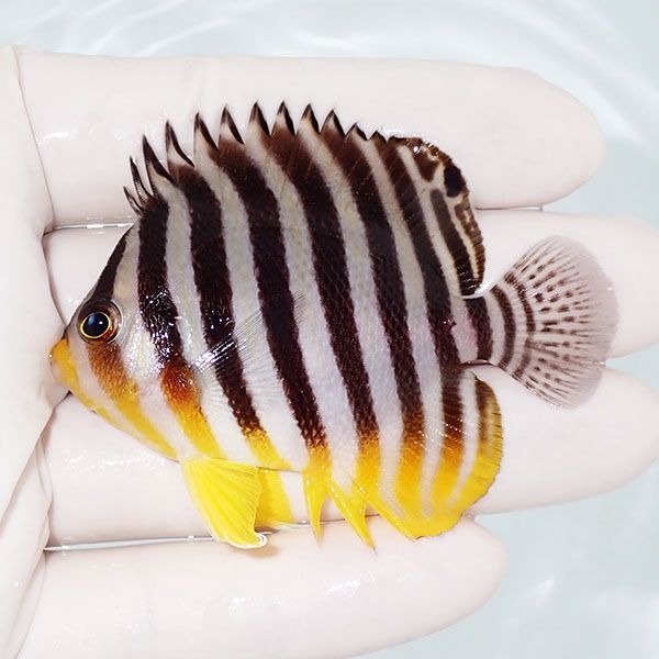 【現物18】シマヤッコ 6.5cm±! 海水魚 生体 15時までのご注文で当日発送...