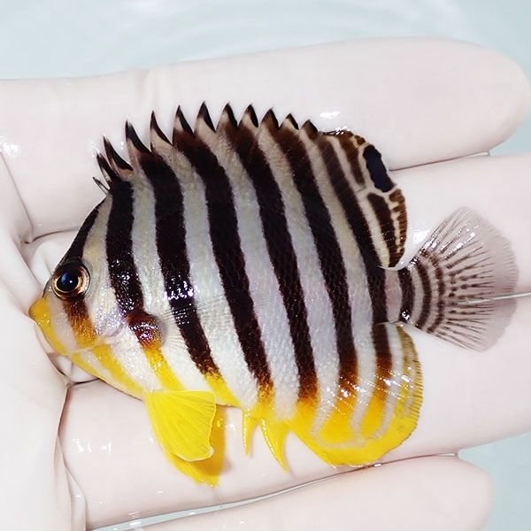 【現物30】シマヤッコ 6cm±! 海水魚 生体 15時までのご注文で当日発送(t...