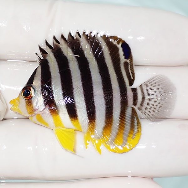 【現物19】シマヤッコ 5cm±! 海水魚 生体 15時までのご注文で当日発送(t...