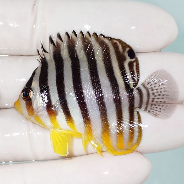 【現物20】シマヤッコ 5.5cm±! 海水魚 生体 15時までのご注文で当日発送...