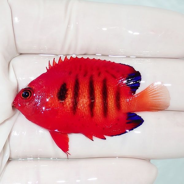 【現物1】顔スレ有り フレームエンゼル 5.5cm!海水魚 ヤッコ 15時までの...