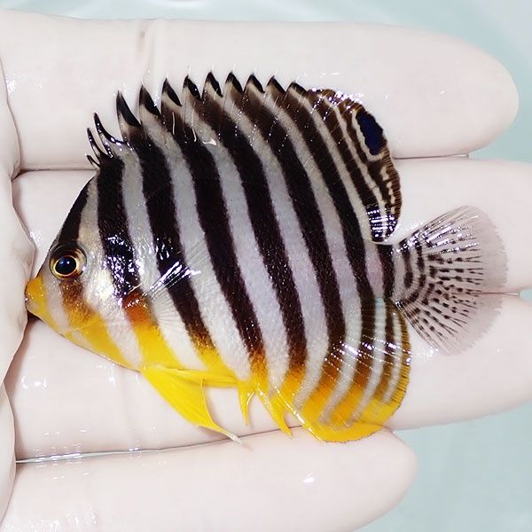 【現物21】シマヤッコ 6cm±! 海水魚 生体 15時までのご注文で当日発送(t...