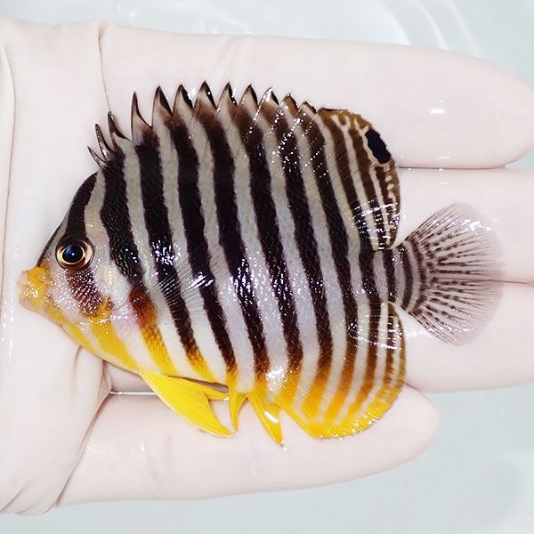 【現物22】シマヤッコ 7.5cm±! 海水魚 生体 15時までのご注文で当日発送...