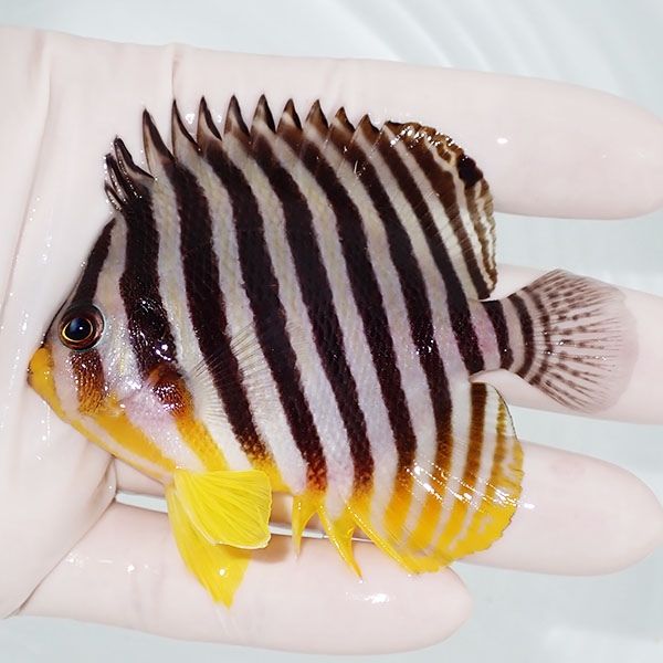 【現物23】シマヤッコ 8cm±! 海水魚 生体 15時までのご注文で当日発送(t...